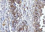 14-3-3 epsilon Antibody in Immunohistochemistry (Paraffin) (IHC (P))