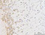 14-3-3 epsilon Antibody in Immunohistochemistry (Paraffin) (IHC (P))