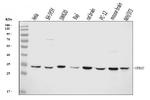 14-3-3 epsilon Antibody in Western Blot (WB)