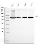 Ku70 Antibody in Western Blot (WB)