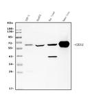 CES1 Antibody in Western Blot (WB)