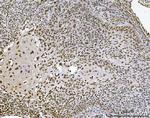 Ataxin 1 Antibody in Immunohistochemistry (Paraffin) (IHC (P))