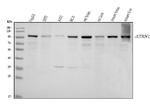 Ataxin 1 Antibody in Western Blot (WB)