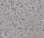 SHIP2 Antibody in Immunohistochemistry (Paraffin) (IHC (P))