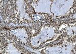 SHIP2 Antibody in Immunohistochemistry (Paraffin) (IHC (P))