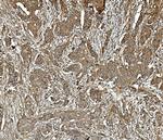 PP2A alpha Antibody in Immunohistochemistry (Paraffin) (IHC (P))