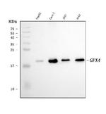 GPX4 Antibody in Western Blot (WB)