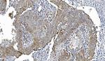 Cytochrome P450 Reductase Antibody in Immunohistochemistry (Paraffin) (IHC (P))