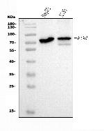 Cytochrome P450 Reductase Antibody in Western Blot (WB)
