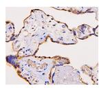 ADK Antibody in Immunohistochemistry (Paraffin) (IHC (P))