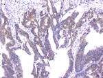 Cyclophilin 40 Antibody in Immunohistochemistry (Paraffin) (IHC (P))