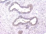 Cyclophilin 40 Antibody in Immunohistochemistry (Paraffin) (IHC (P))