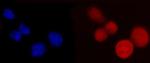 PCBP2 Antibody in Immunocytochemistry (ICC/IF)