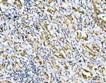 Filamin B Antibody in Immunohistochemistry (Paraffin) (IHC (P))