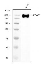 Filamin B Antibody in Western Blot (WB)