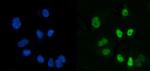 CtBP2 Antibody in Immunocytochemistry (ICC/IF)