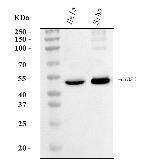 CtBP2 Antibody in Western Blot (WB)