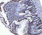 CtBP2 Antibody in Immunohistochemistry (Paraffin) (IHC (P))