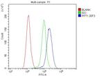 PPT1 Antibody in Flow Cytometry (Flow)