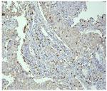 PPT1 Antibody in Immunohistochemistry (Paraffin) (IHC (P))