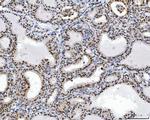 RCC1 Antibody in Immunohistochemistry (Paraffin) (IHC (P))