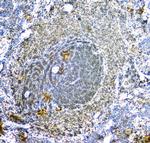 AIP Antibody in Immunohistochemistry (Paraffin) (IHC (P))