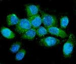 NMI Antibody in Immunocytochemistry (ICC/IF)