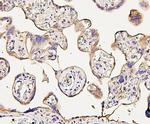 NMI Antibody in Immunohistochemistry (Paraffin) (IHC (P))