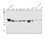 NMI Antibody in Western Blot (WB)