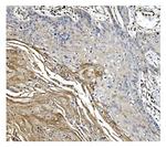 GSDMD Antibody in Immunohistochemistry (Paraffin) (IHC (P))