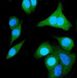 SHMT1 Antibody in Immunocytochemistry (ICC/IF)