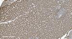 SHMT1 Antibody in Immunohistochemistry (Paraffin) (IHC (P))