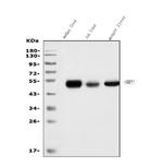 SHMT1 Antibody in Western Blot (WB)