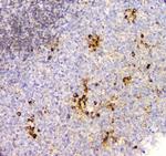 Cyclophilin B Antibody in Immunohistochemistry (Paraffin) (IHC (P))