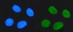 TRIM24 Antibody in Immunocytochemistry (ICC/IF)