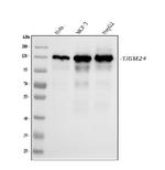 TRIM24 Antibody in Western Blot (WB)