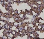 RAGE Antibody in Immunohistochemistry (Paraffin) (IHC (P))