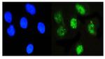 NFIA Antibody in Immunocytochemistry (ICC/IF)