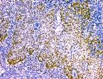 NFIA Antibody in Immunohistochemistry (Paraffin) (IHC (P))