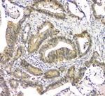 eIF6 Antibody in Immunohistochemistry (Paraffin) (IHC (P))