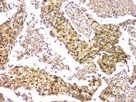 eIF6 Antibody in Immunohistochemistry (Paraffin) (IHC (P))