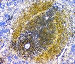 eIF6 Antibody in Immunohistochemistry (Paraffin) (IHC (P))