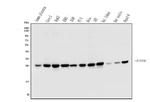 eIF6 Antibody in Western Blot (WB)