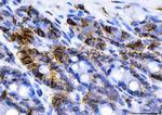 NKCC1 Antibody in Immunohistochemistry (Paraffin) (IHC (P))