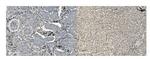 MCM5 Antibody in Immunohistochemistry (Paraffin) (IHC (P))