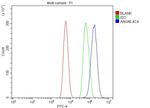Annexin A6 Antibody in Flow Cytometry (Flow)