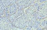 Annexin A6 Antibody in Immunohistochemistry (Paraffin) (IHC (P))