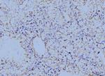 Annexin A6 Antibody in Immunohistochemistry (Paraffin) (IHC (P))