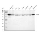 Annexin A6 Antibody in Western Blot (WB)