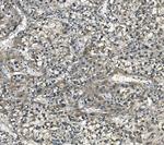 eRF1 Antibody in Immunohistochemistry (Paraffin) (IHC (P))